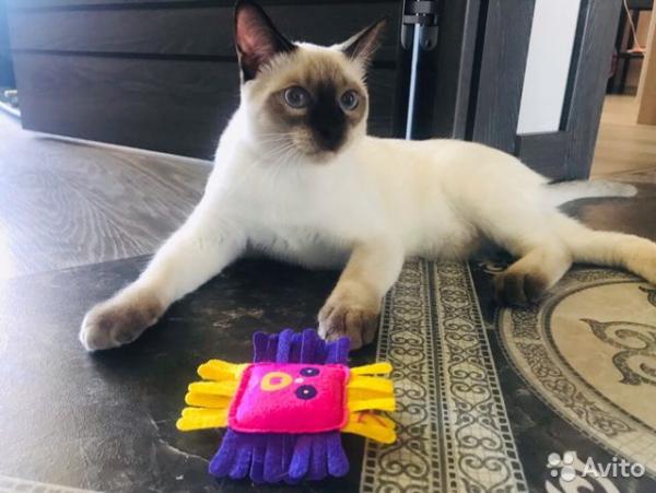 Photo and development of a Thai kitten from 1  to 6  month