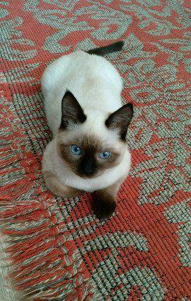Photo and development of a Thai kitten from 1  to 6  month