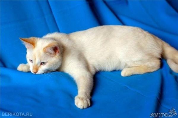 Photo and development of a Thai kitten from 1  to 6  month