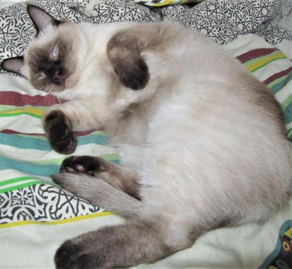 Photo and development of a Thai kitten from 1  to 6  month