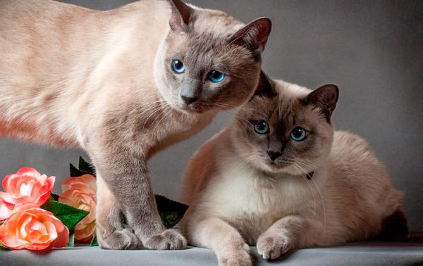 Photo and development of a Thai kitten from 1  to 6  month