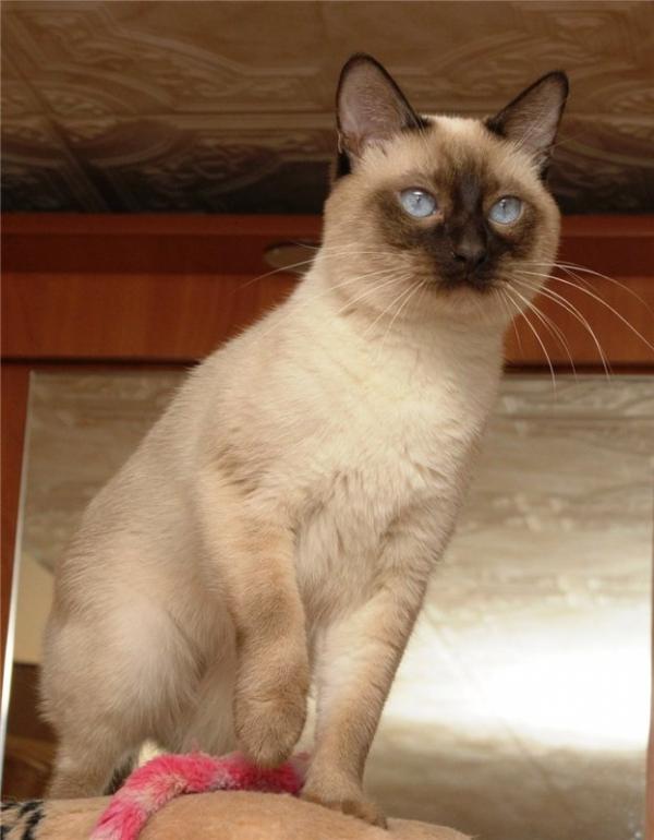 Photo and development of a Thai kitten from 1  to 6  month
