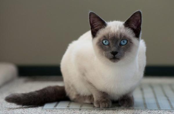 Photo and development of a Thai kitten from 1  to 6  month