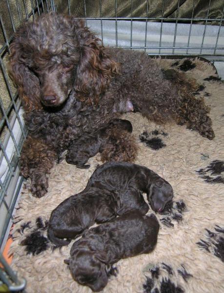 Photo and development of toy poodle in one -9 month