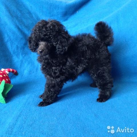 Photo and development of toy poodle in one -9 month