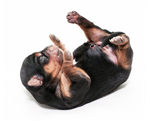 Photo puppy York 1 week (newborn)