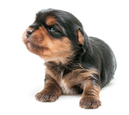 Photo of a puppy of York - 3 week