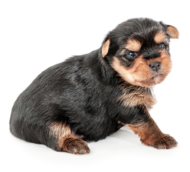 Photo of a York puppy at 4 weeks (1 month)
