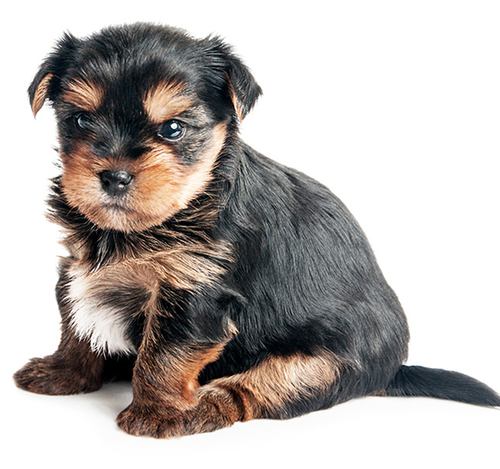 Photo of a puppy of York - 6 weeks (1.5 months)