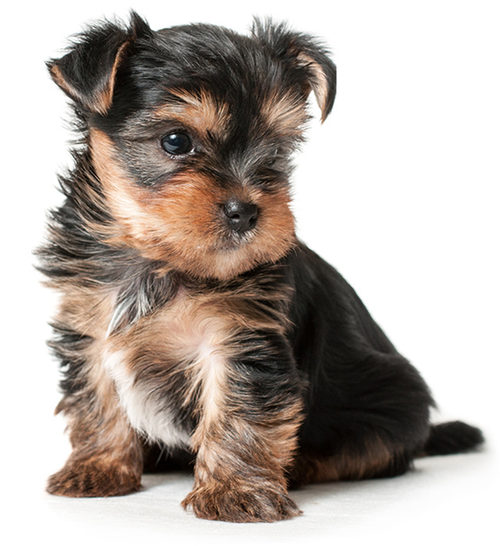 Photo of a puppy of York - week 7