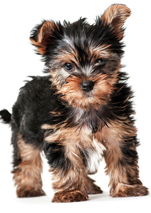 Photo of a puppy of York at 2 months