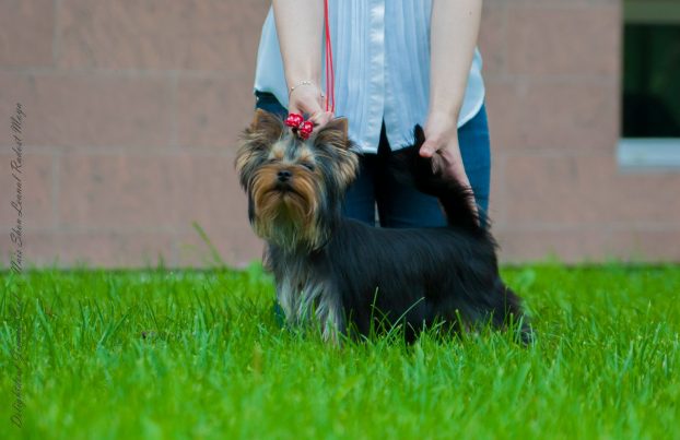 Photo of York at 6 months