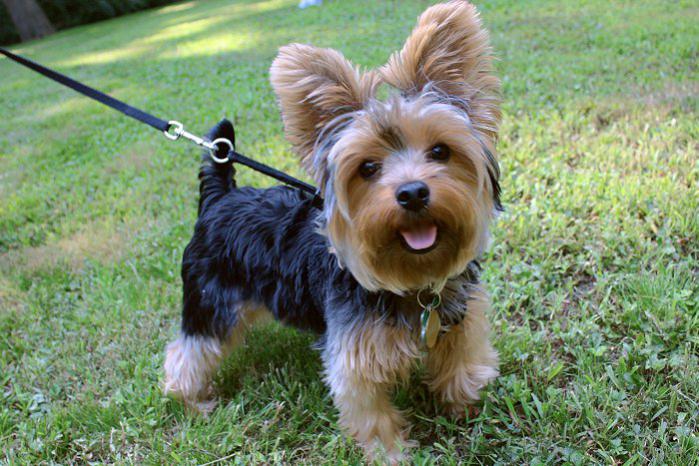 Photo of the Yorkshire Terrier at 1 year (12 months)