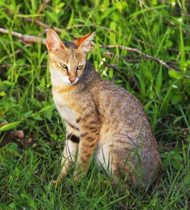 Swamp lynx - one of the largest cat breeds