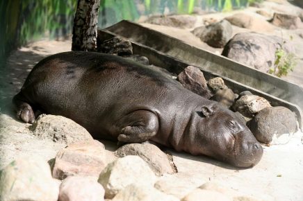 photo of a dwarf hippo