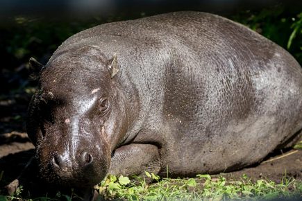 photo of a dwarf hippo