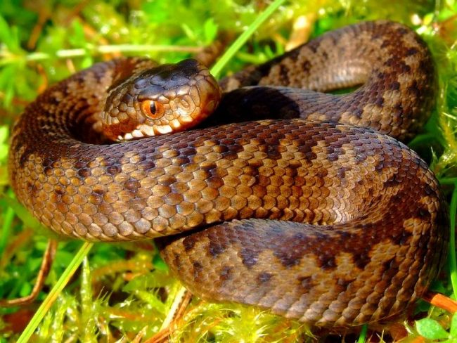 Snakes are reptiles, so they prefer a warm climate. This does not apply to the viper. Its distribution range extends from Britain and France in the west to Sakhalin and Korea in the east. In Europe, the viper can be found both in the high forests of Italy and southern France, and on the Scandinavian Peninsula Snakes are reptiles, so they prefer a warm climate. This does not apply to the viper. Its distribution range extends from Britain and France in the west to Sakhalin and Korea in the east. In Europe, the viper can be found both in the high forests of Italy and southern France, and on the Scandinavian Peninsula