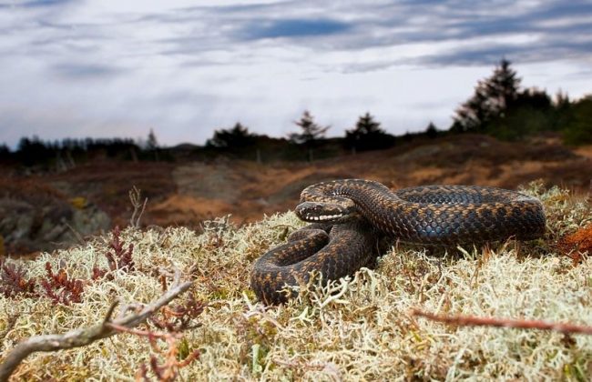 The genus Vipera, or real vipers, has about 30 species, of which 8 are common in Russia and Ukraine. Viper. The genus Vipera, or real vipers, has about 30 species, of which 8 are common in Russia and Ukraine.