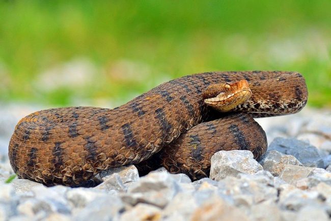 The color of the snake varies from light brown to black. On the back there is a winding strip of dark spots. Viper. The color of the snake varies from light brown to black. On the back there is a winding strip of dark spots.