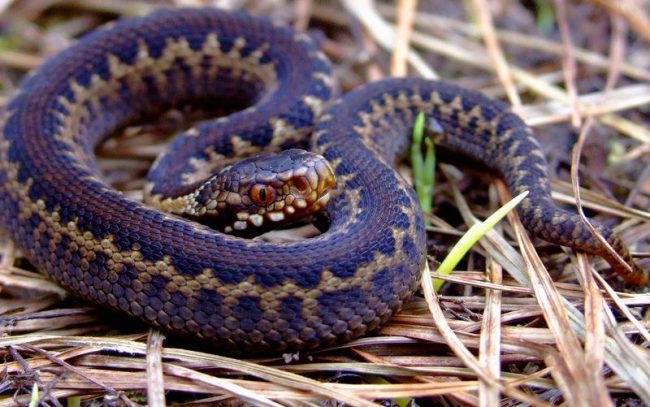 A distinctive feature is the ominous fiery red color of the eyes with a vertical pupil that looks like a narrow gap Viper. A distinctive feature is the sinister fiery red color of the eyes with a vertical pupil that looks like a narrow gap