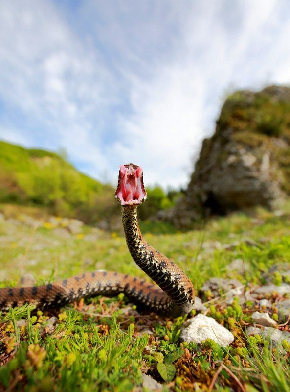 The peculiarity of all vipers is the presence of poisonous glands located in the sinuses behind the upper jaw. The venom of them enters the bite by two empty teeth inside. These teeth are attached to the rotating maxillary bone. Viper. A feature of all vipers is the presence of poisonous glands located in the sinuses behind the upper jaw. The venom enters the site of the bite through two empty teeth inside. These teeth are attached to the rotating maxillary bone.