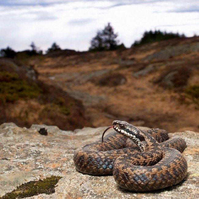 In order to survive the winter, the viper makes a shelter under snags or in abandoned burrows of animals. Up to a dozen individuals can winter in such a nest. Reptiles hibernate. At this time, their metabolism is so slow that the body does not require food. In order to survive the winter, the viper makes a shelter under snags or in abandoned burrows of animals. Up to a dozen individuals can winter in such a nest. Reptiles hibernate. At this time, their metabolism is so slow that the body does not require food.