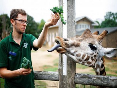A worker is trying to measure the growth of a giraffe.