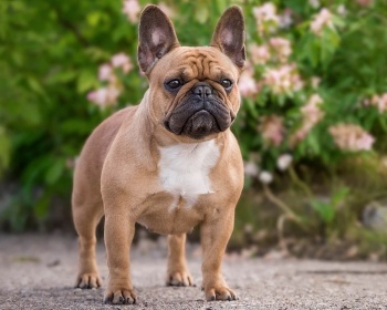 French Bulldog French Bulldog, Bouledogue Français