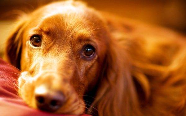 Gastritis in dogs read the article