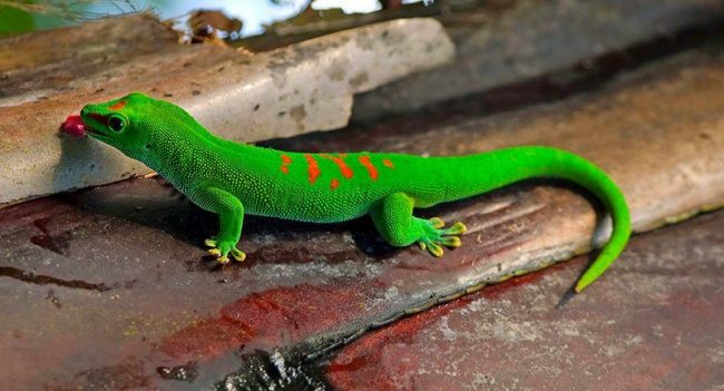 Gecko. Have you ever watched a lizard running along absolutely smooth walls and quietly hanging on one foot, resting on the ceiling? Such behavior is normal for geckos