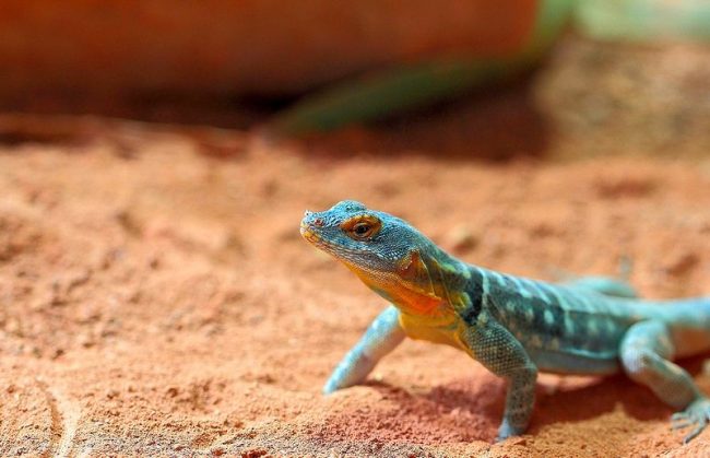 Geckos are cold-blooded animals, it is important for them to maintain a suitable temperature. The temperature should be between 30 - 35 ° C in warm places, and 20 - 25 ° C in cold. For forest species you need to plant live plants: the gecko likes to drink water  from the leaves 