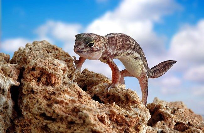 Gecko. Geckos conquered all six continents. Small and medium-sized lizards settled in tropical and subtropical regions around the globe.
