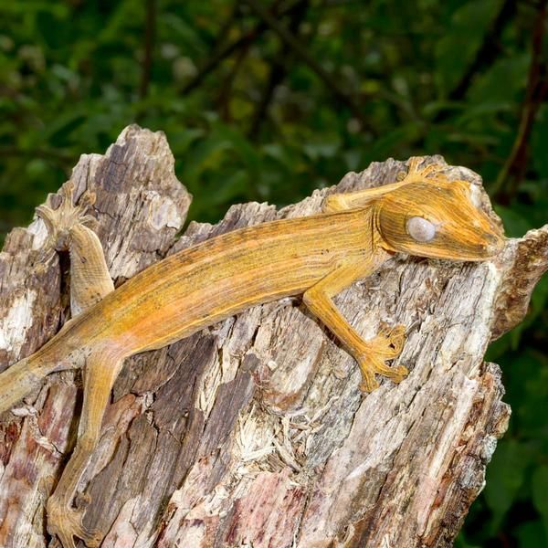 Gecko. Gecko, or chain-toed, totals 905 species, united by 52 genera. These extraordinary lizards have geographical variability: species living in the desert are different from tribesmen living in forests