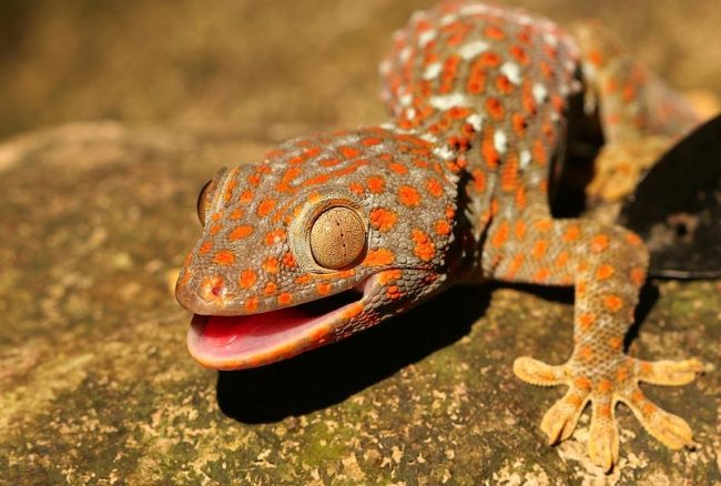 A gecko is a many-faced lizard that can sometimes change its color. It can be tiny and medium in size. The largest gecko is South Asian currents, it grows to 350 - 360 mm.