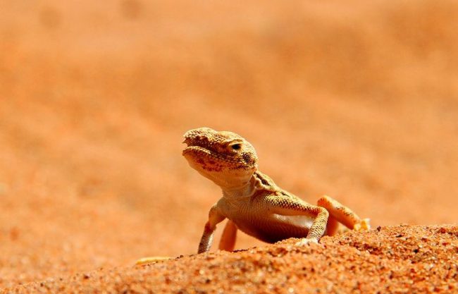 Gecko. A good designer has worked on the coloring of geckos. The color of the skin can be very unusual. There are geckos whose bodies imitate the bark of trees, moss, leaves or sand.