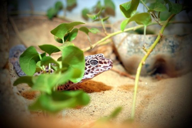 Most geckos cannot blink, as their eyelids have grown together (with the exception of the leopard gecko). Snakes have such a structural feature.