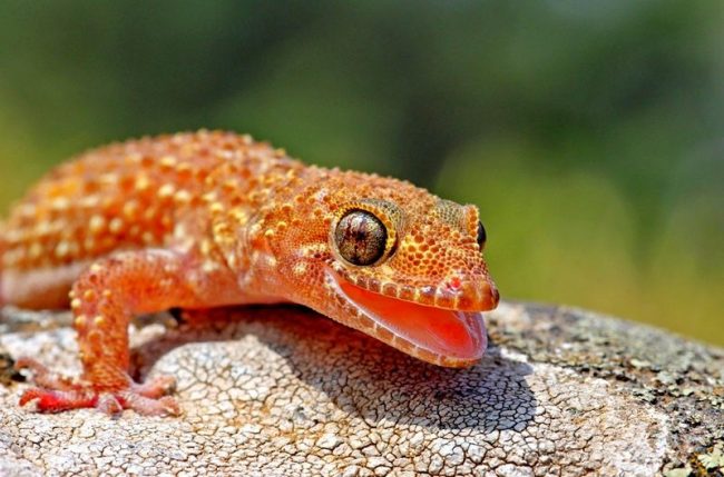 A gecko living in a terrarium can learn to sing. Noble gecko singers are currents. However, their songs are very reminiscent of croaking.