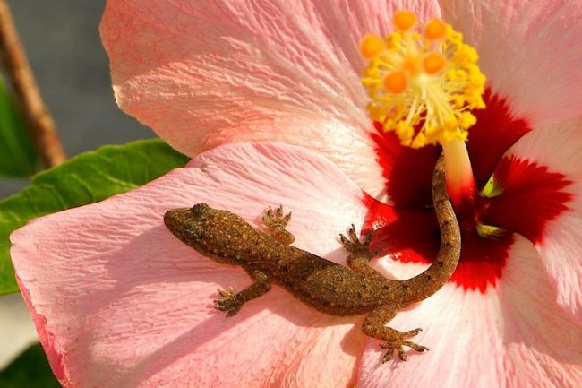 Depending on the species, geckos can lay soft or hard eggs, there are ovoviviparous species. Reproduction is not seasonally related. In one clutch, geckos have no more than 3 eggs, usually 2 of them.