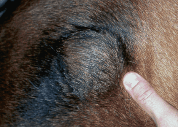 Hematoma in dogs read the article
