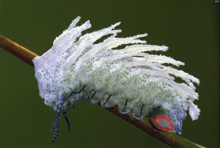 Atlas caterpillar during pupation