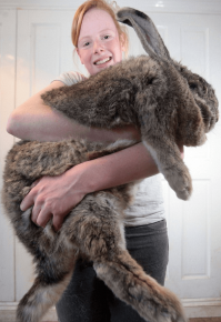 Rabbit flander in the hands of a girl