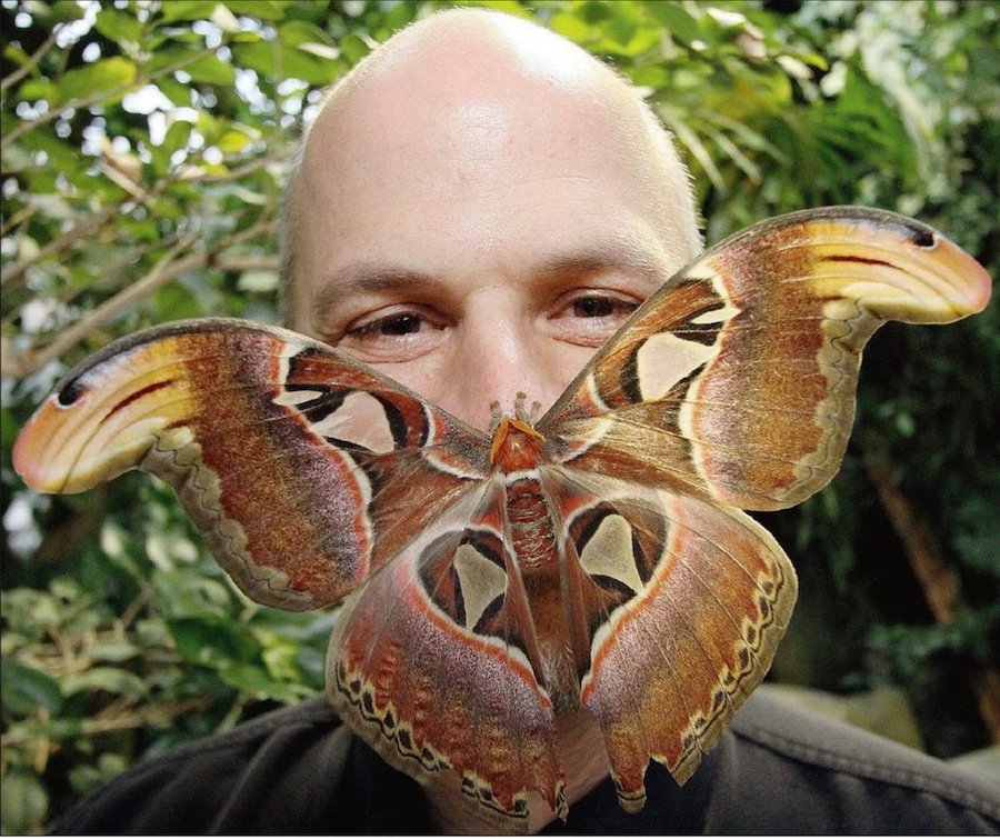The largest butterfly