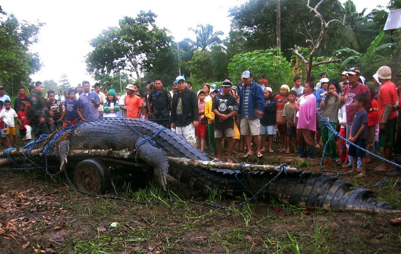 Combed crocodile
