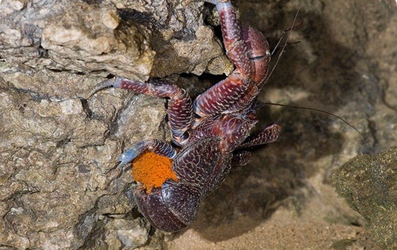 Crab lays eggs