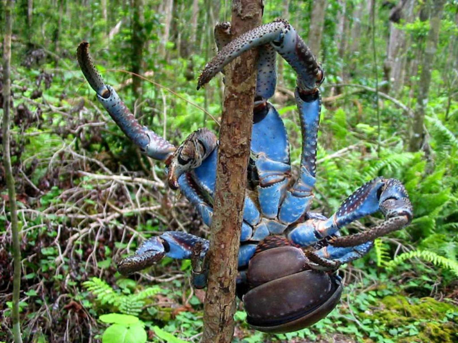 View of the crab from below