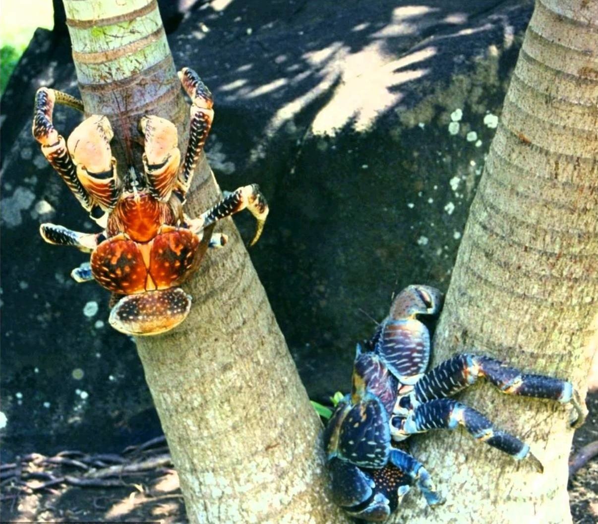 Crabs climb a tree