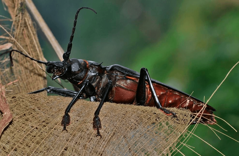 Giant beetle in nature