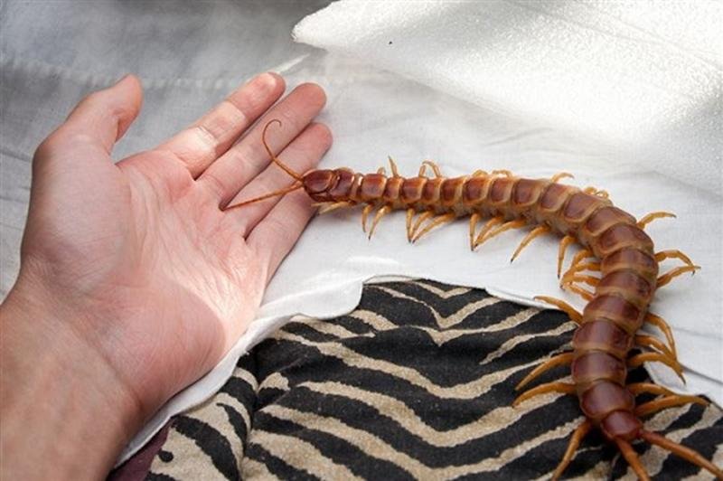 Amazonian centipede