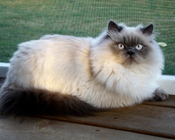 Himalayan cat (Himalayas) Himalayan Cat