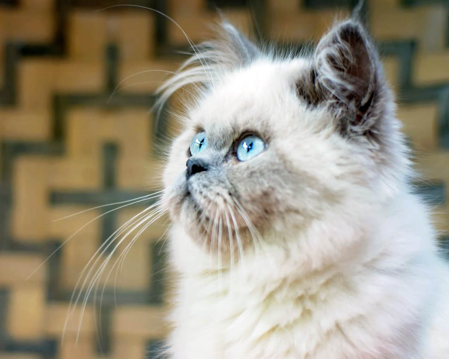 cat breed Himalayas